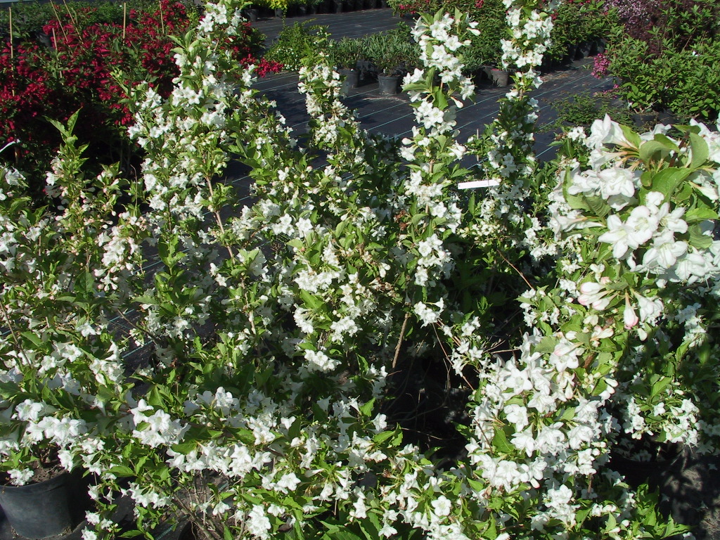 Weigela Snowflake 01.jpg